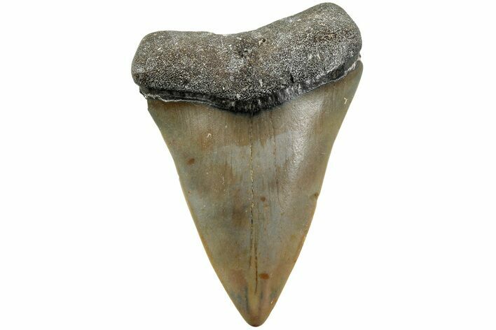 Fossil Broad-Toothed Mako Shark Tooth - North Carolina #235189